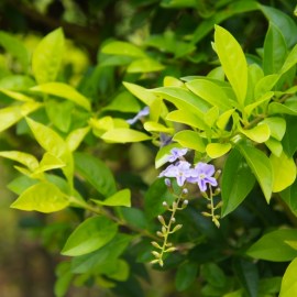 duranta_tai