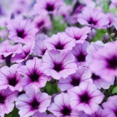 petunia_purple